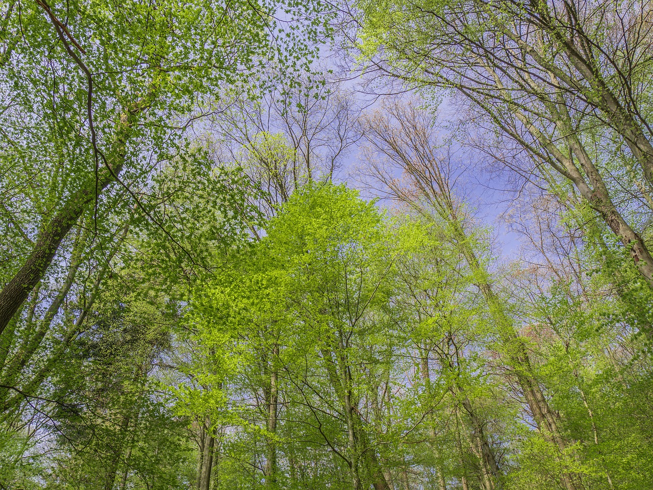 Miškas,  Medžiai,  Schönwetter, Nemokamos Nuotraukos,  Nemokama Licenzija