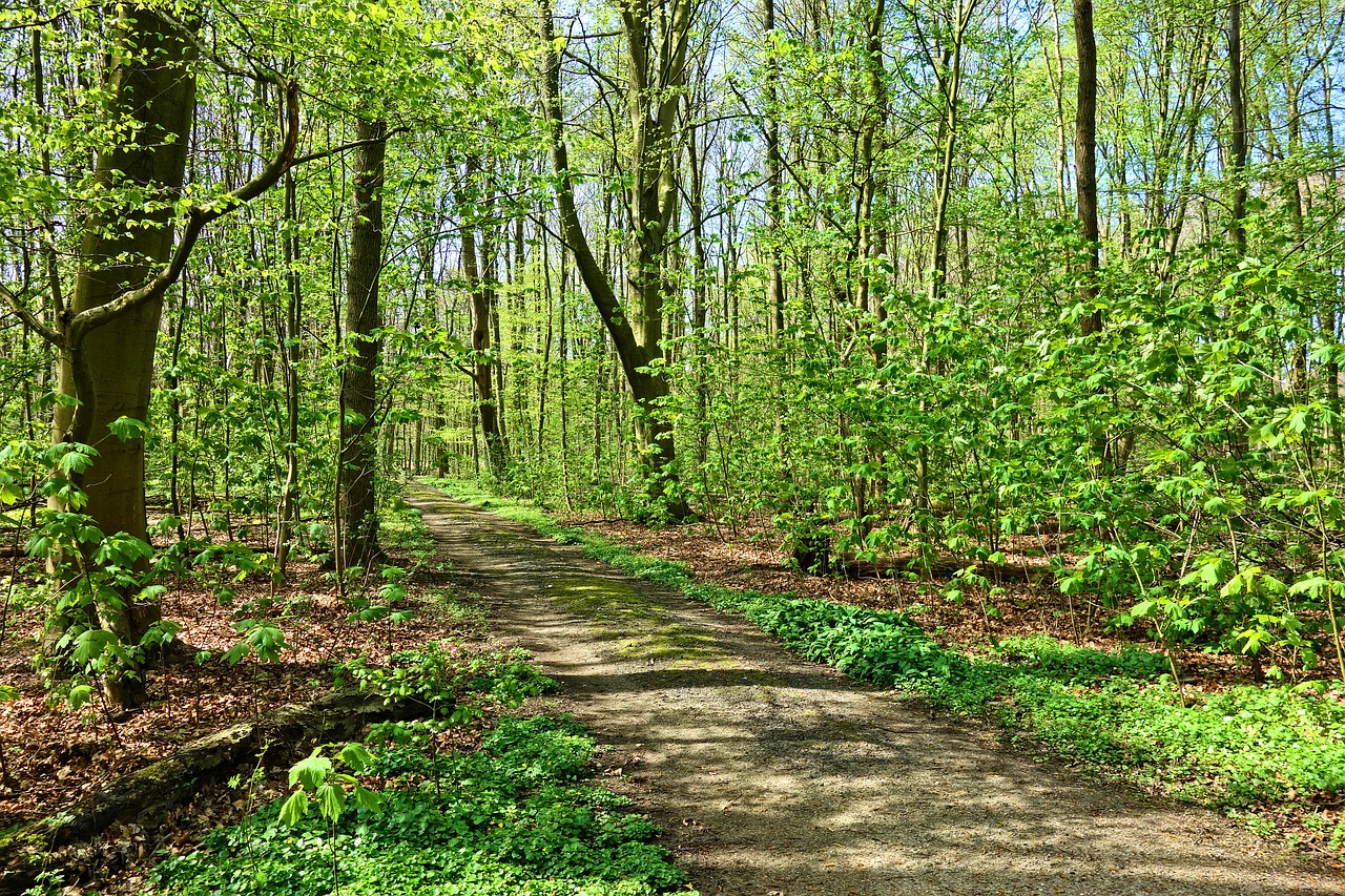 Miškas,  Medis,  Kelias,  Kraštovaizdis,  Pavasaris,  Jauni Lapai,  Lapai,  Spring Green,  Sunny,  Šviesus