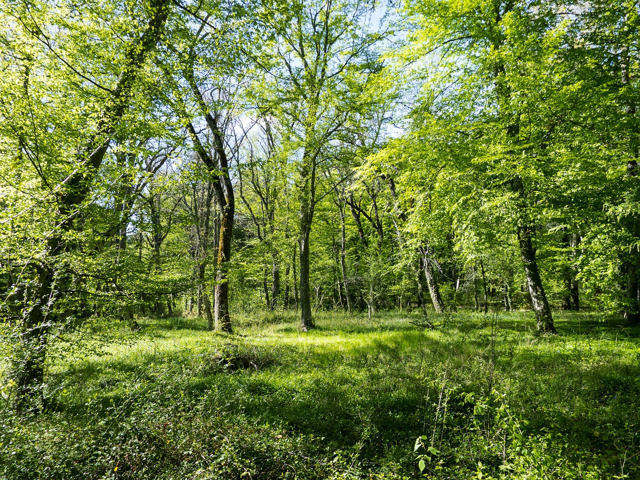 Miškas, Medžiai, Gamta, Parkas, Kraštovaizdis, Bagažinė, Ekologija, Nemokamos Nuotraukos,  Nemokama Licenzija