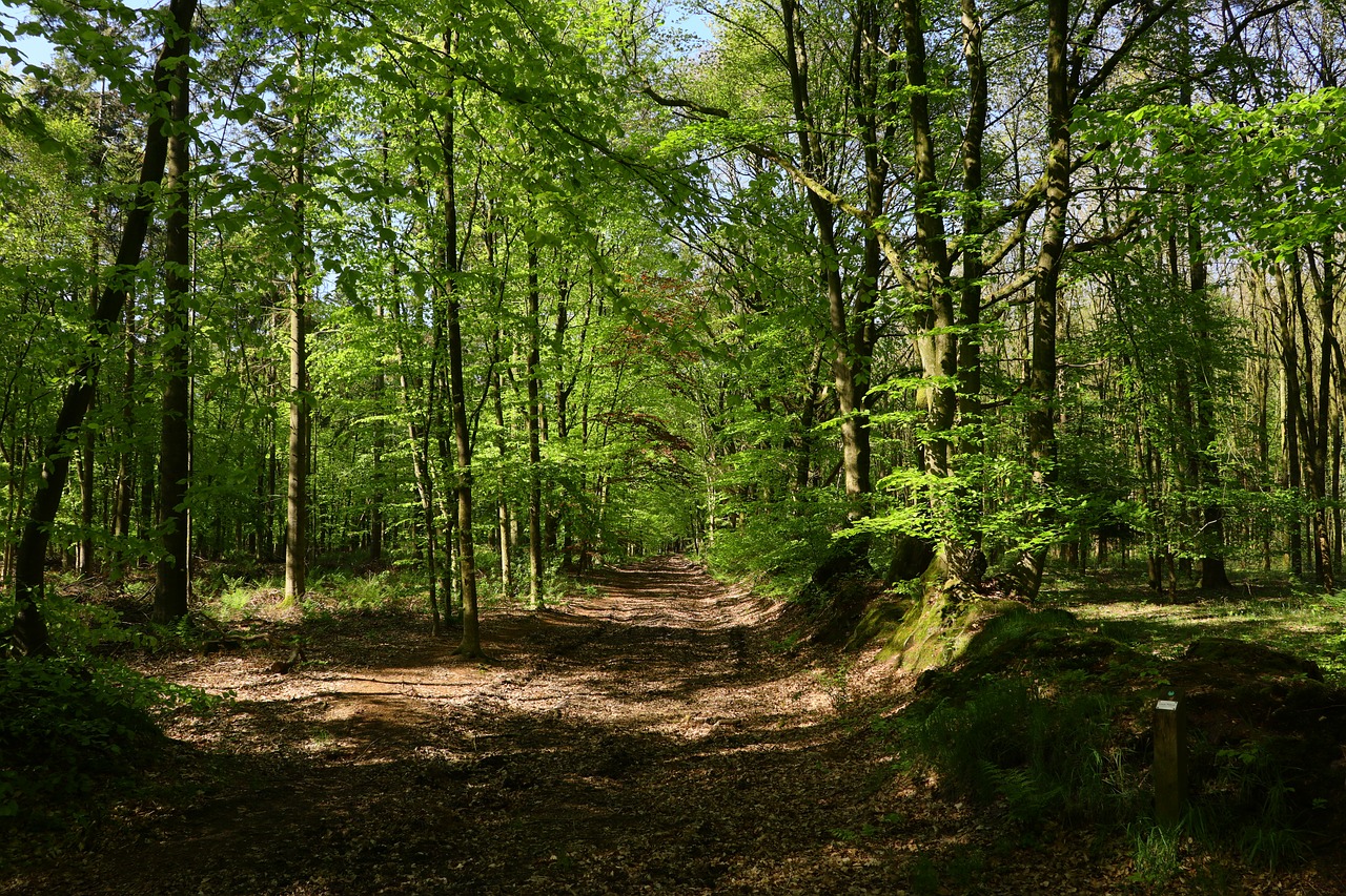 Miškas,  Pobūdį,  Kraštovaizdis,  Lapų,  Toli,  Žalias,  Medžiai,  Lapai,  Filialai,  Augalų