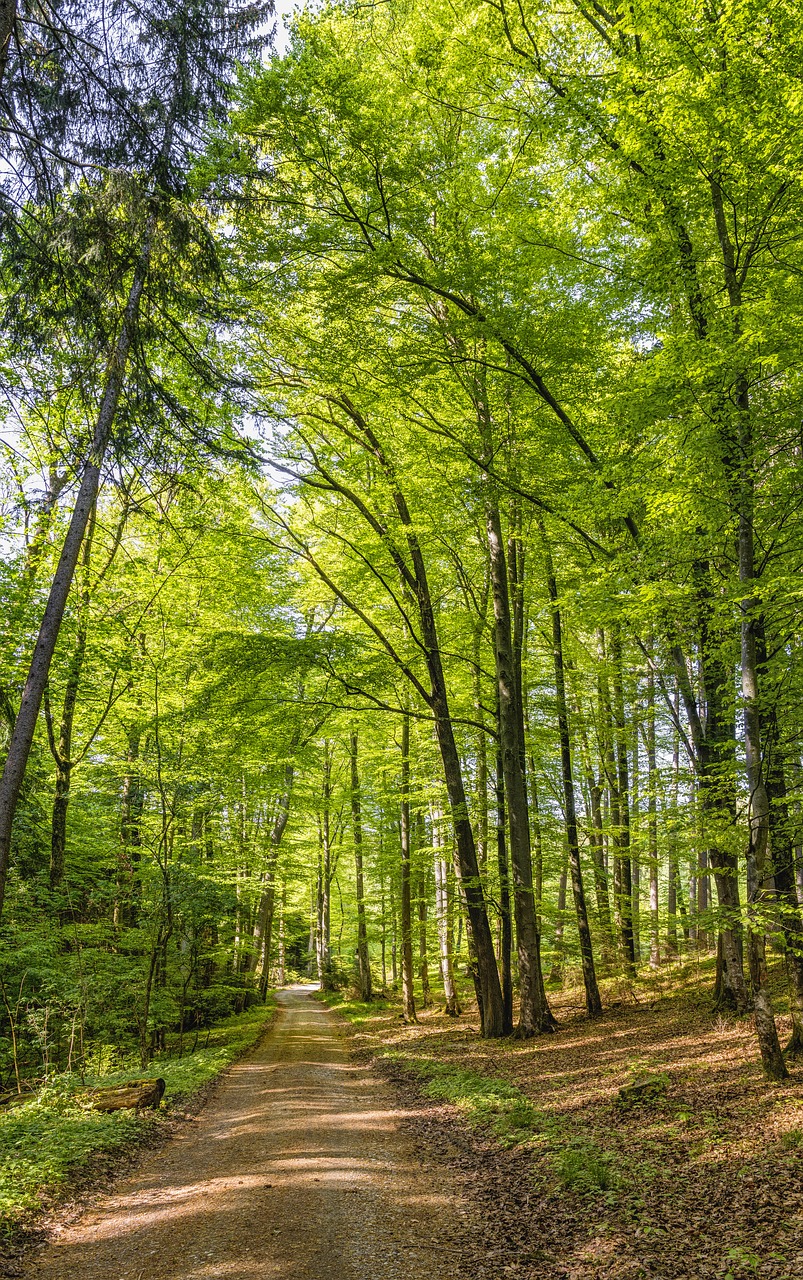 Miškas,  Toli,  Miško Kelių,  Pobūdį,  Medžiai,  Miško Kelias,  Žygiai,  Takas,  Kraštovaizdis,  Žalias