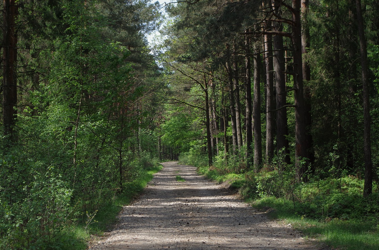 Miškas,  Medis, Nemokamos Nuotraukos,  Nemokama Licenzija