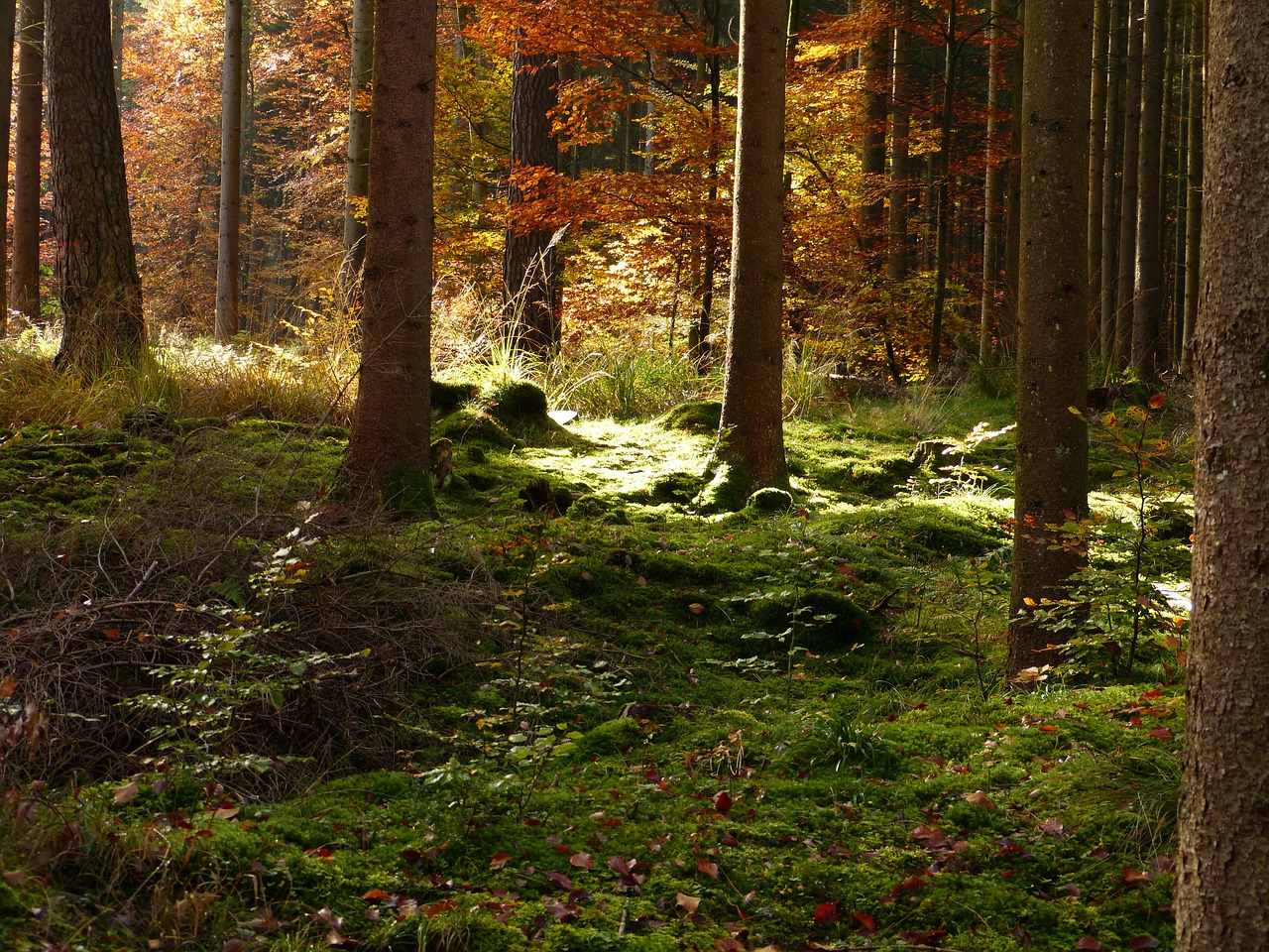 Miškas, Ruduo, Aukso Ruduo, Kritimo Lapija, Rudens Miškas, Medžiai, Samanos, Užaugo, Šviesa, Žurnalas