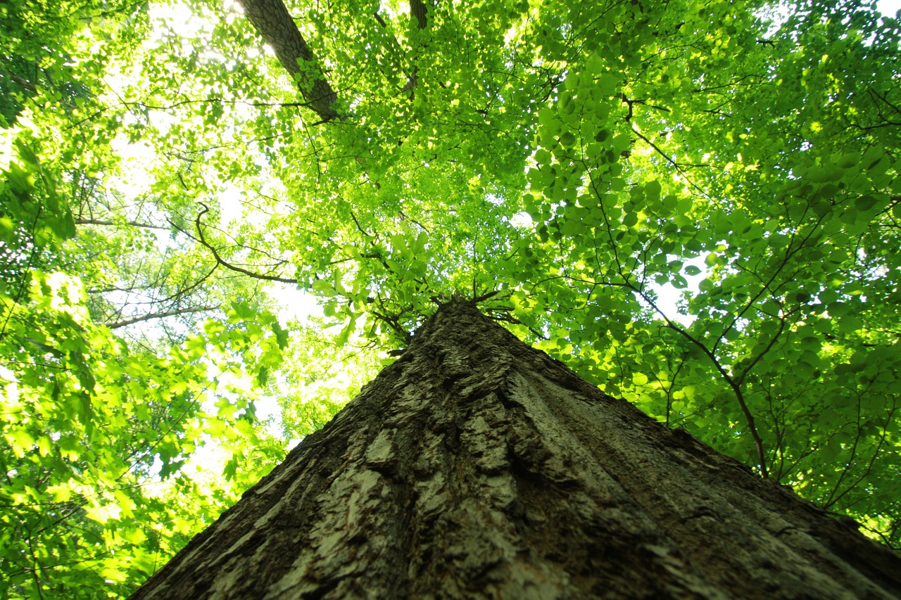 Miškas,  Pobūdį,  Vasara,  Dangus Per Mišką,  Miške, Nemokamos Nuotraukos,  Nemokama Licenzija