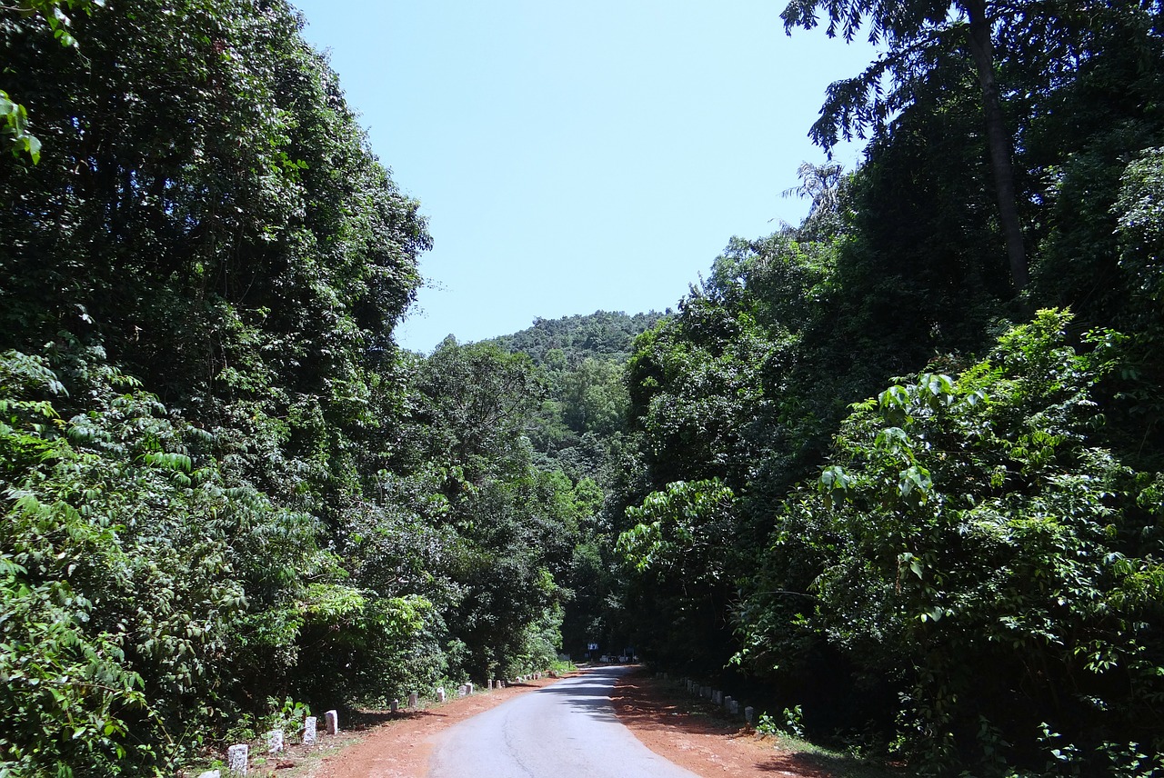 Miškas, Visžalis, Tankus, Vakarų Gatas, Kalnai, Kelias, Sahyadri, Karnataka, Indija, Nemokamos Nuotraukos