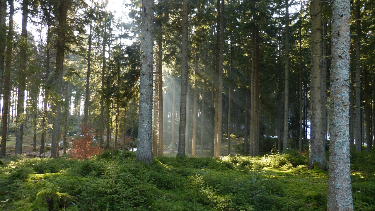 Miškas, Gamta, Rūkas, Nuotaika, Rytas, Nemokamos Nuotraukos,  Nemokama Licenzija