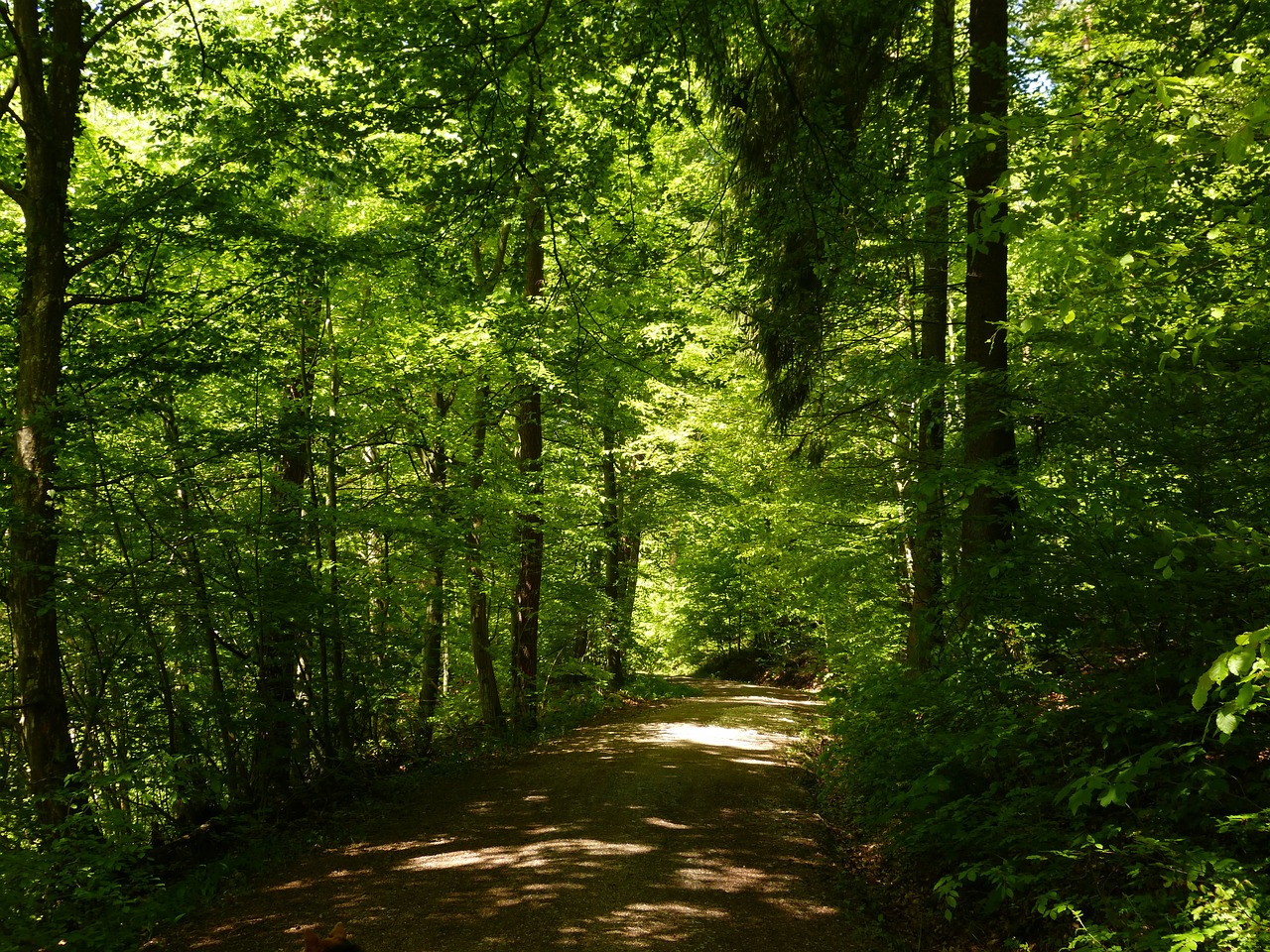 Miškas, Miško Takas, Gamta, Kraštovaizdis, Medis, Medžiai, Nuotaika, Nemokamos Nuotraukos,  Nemokama Licenzija