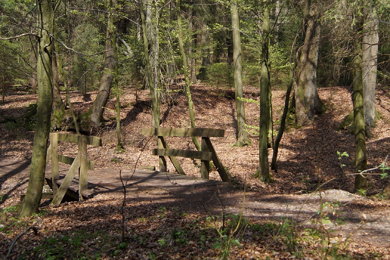 Miškas,  Tiltas,  Pobūdį,  Medžiai,  Ruduo, Nemokamos Nuotraukos,  Nemokama Licenzija