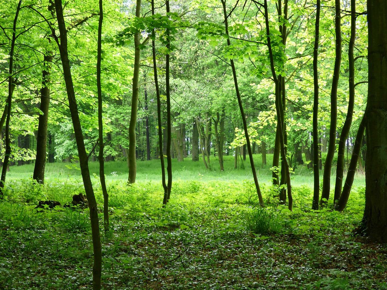 Miškas, Vaizdas, Žalias, Gamta, Lenkija, Roslinność, Medis, Filialai, Augmenija, Kraštovaizdis
