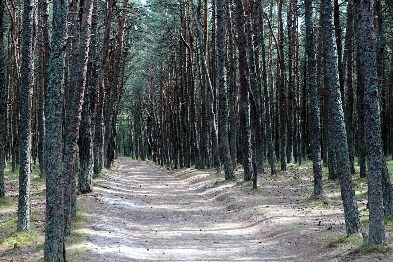 Miškas,  Spygliuočių Miškas,  Pušynas,  Pušis,  Pobūdį,  Medžiai,  Vasara,  Spygliuočių Medžių,  Kraštovaizdis,  Gyvosios Gamtos