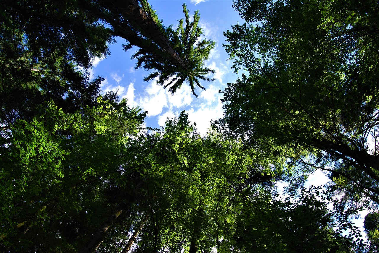 Miškas,  Medžiai,  Filialai,  Pobūdį,  Medis,  Augalai,  Bagažinė,  Į Mišką,  Ruduo,  Žalias