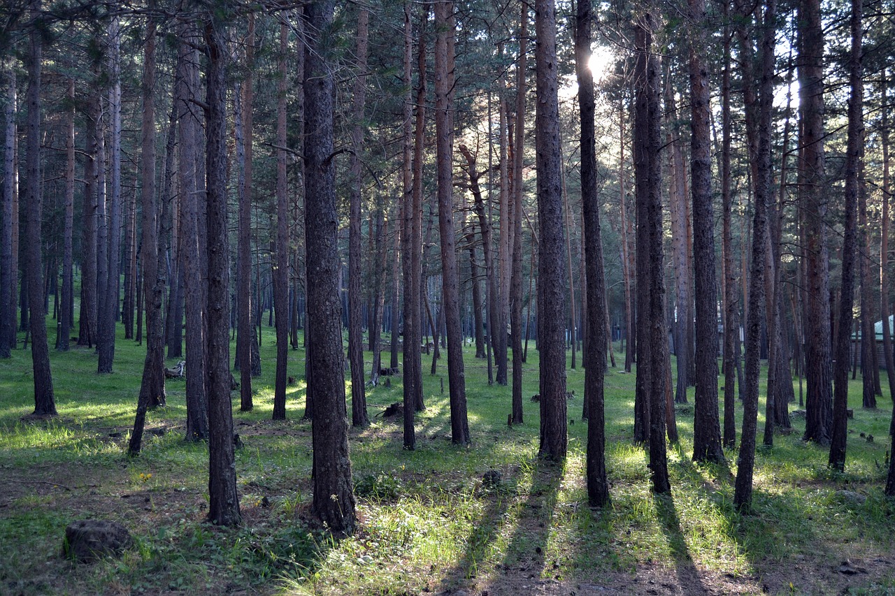 Miškas,  Kalnai,  Pobūdį,  Medžiai, Nemokamos Nuotraukos,  Nemokama Licenzija