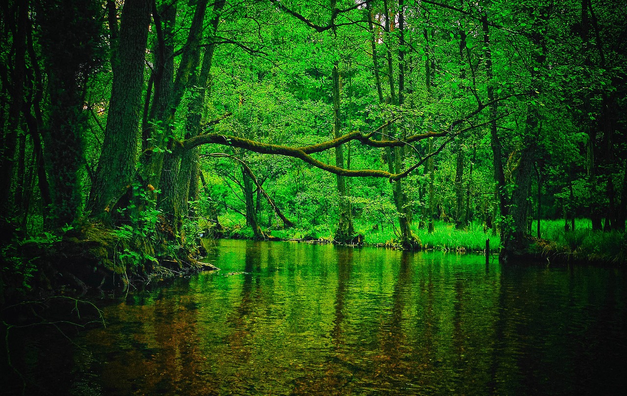 Miškas,  Upė,  Pobūdį,  Medis,  Laukinių,  Peizažas,  Žalias,  Vandens,  Torrent,  Krūmai