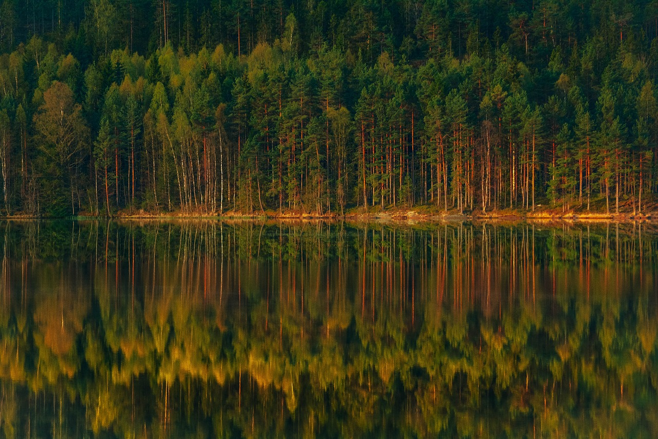 Miškas,  Ežeras,  Etapas,  Atspindžiai,  Gražus,  Žalias,  Vasara,  Peizažas,  Pobūdį,  Kraštovaizdis