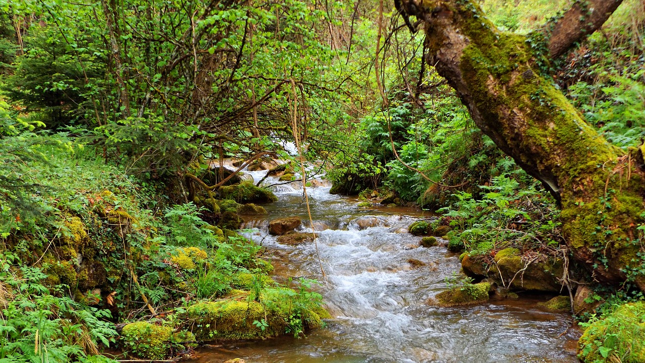 Miškas,  Upė,  Pobūdį,  Vandens,  Kraštovaizdis,  Medžiai,  Vaizdingas,  Lauke,  Miškai,  Peizažas