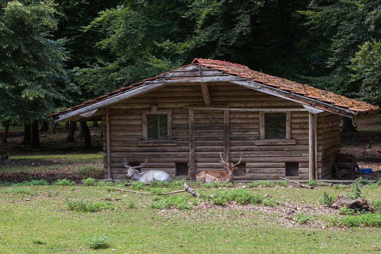 Miškas,  Namelis,  Pobūdį,  Stirnos, Nemokamos Nuotraukos,  Nemokama Licenzija