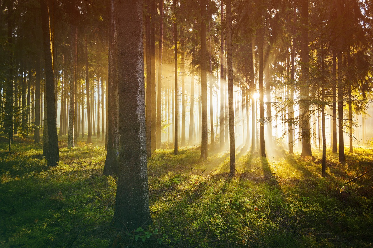 Miškas,  Sunrise,  Medžiai,  Rūkas,  Saulės,  Migla,  Apšvietimas,  Saulė,  Šviesos,  Mistinis