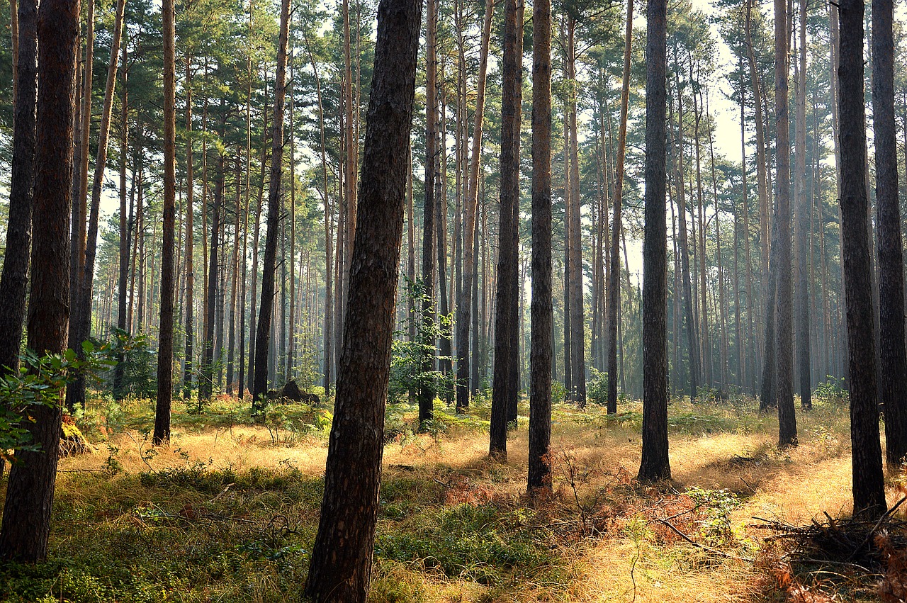 Miškas,  Medžiai,  Sunrise,  Rudens Pradžioje,  Rudens Nuotaikos,  Pobūdį,  Sausra, Nemokamos Nuotraukos,  Nemokama Licenzija