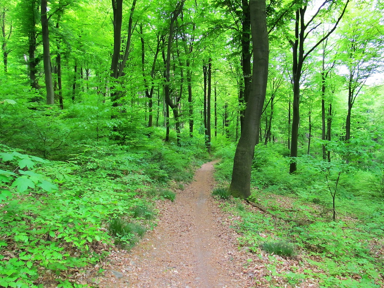 Miškas, Medžiai, Gamta, Žalias, Nemokamos Nuotraukos,  Nemokama Licenzija