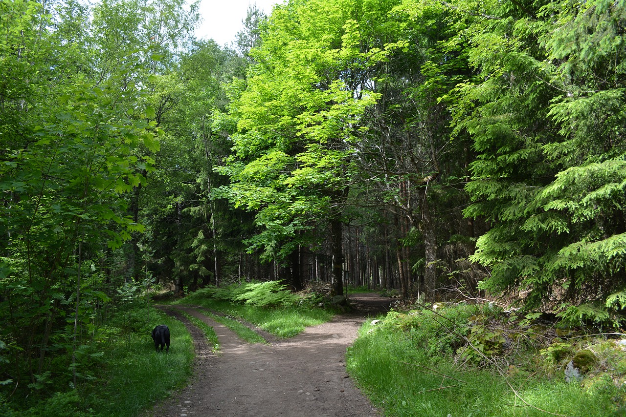 Miškas,  Pobūdį,  Kraštovaizdis,  Medžiai,  Žalias,  Kelias,  Medis,  Šešėlis,  Mįslingas,  Magija