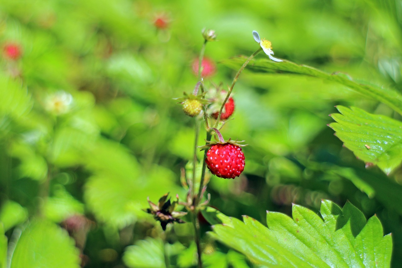 Miškas, Braškės, Fragaria Vesca, Maistas, Gamta, Uogos, Vaisiai, Valgomieji Uogos, Miško Augalas, Laukinis Augalas