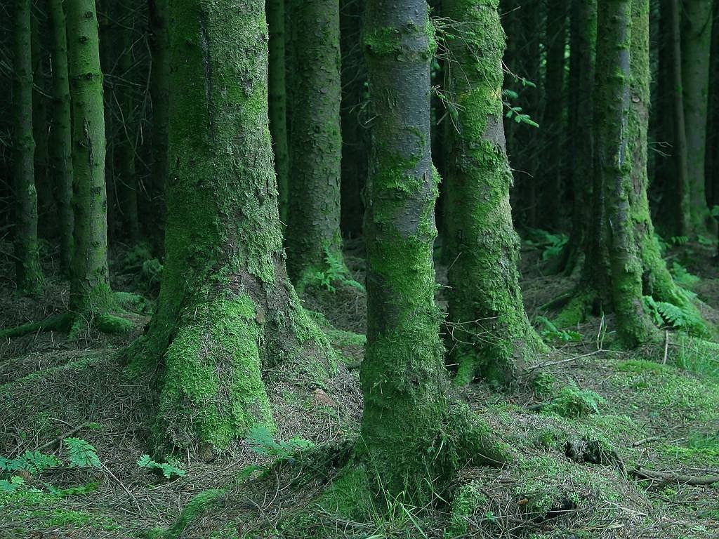Miškas, Medžiai, Samanos, Drėgnas, Šlapias, Tamsi, Uždaryti, Airija, Spygliuočių Miškas, Žalias