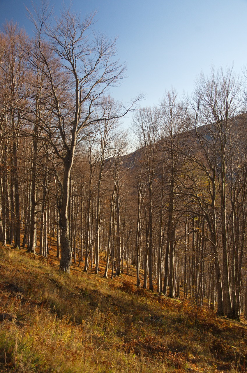 Miškas, Kalnas, Gamta, Kraštovaizdis, Kelionė, Vasara, Lauke, Medis, Natūralus, Nemokamos Nuotraukos