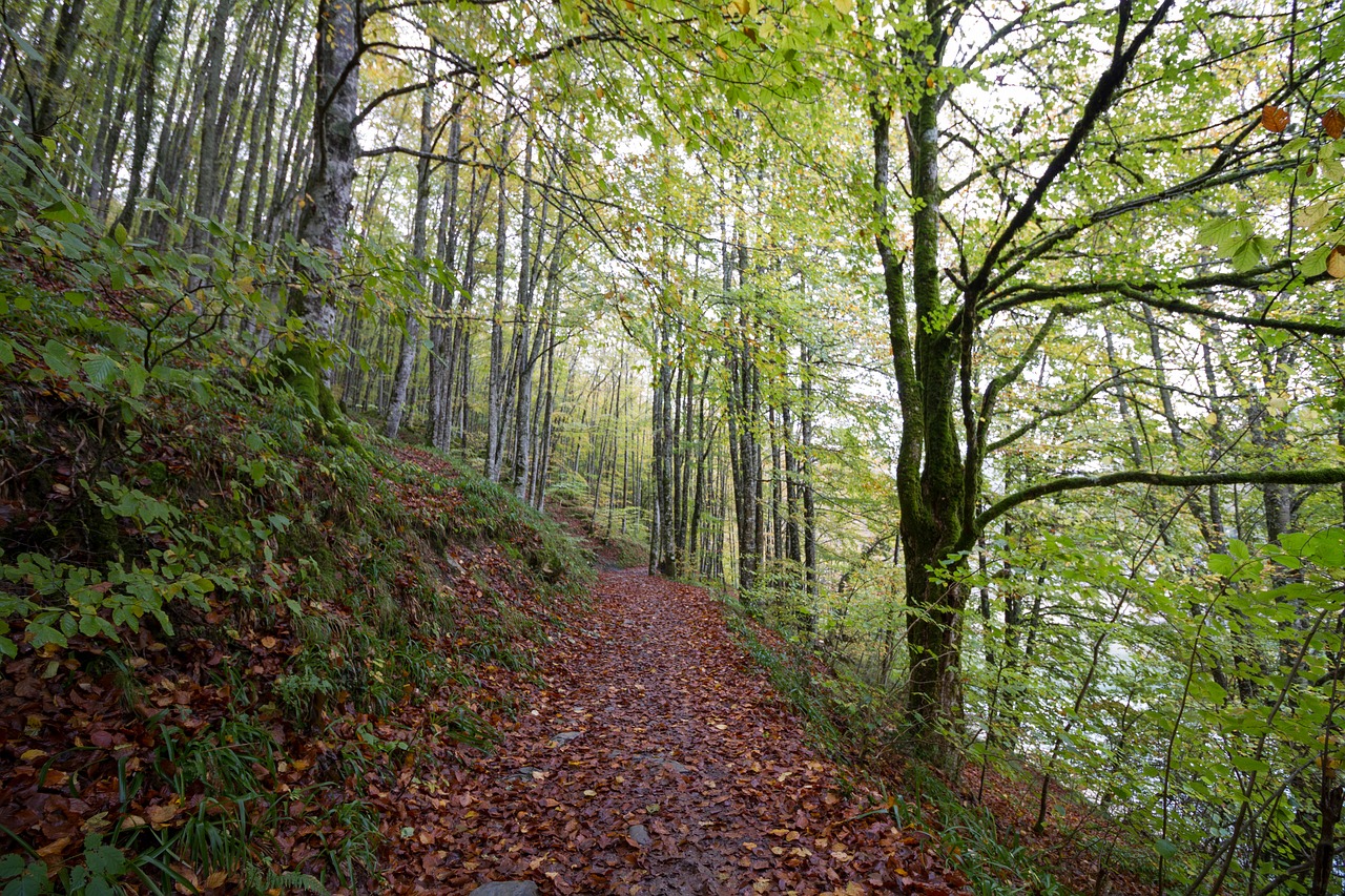 , Nemokamos Nuotraukos,  Nemokama Licenzija