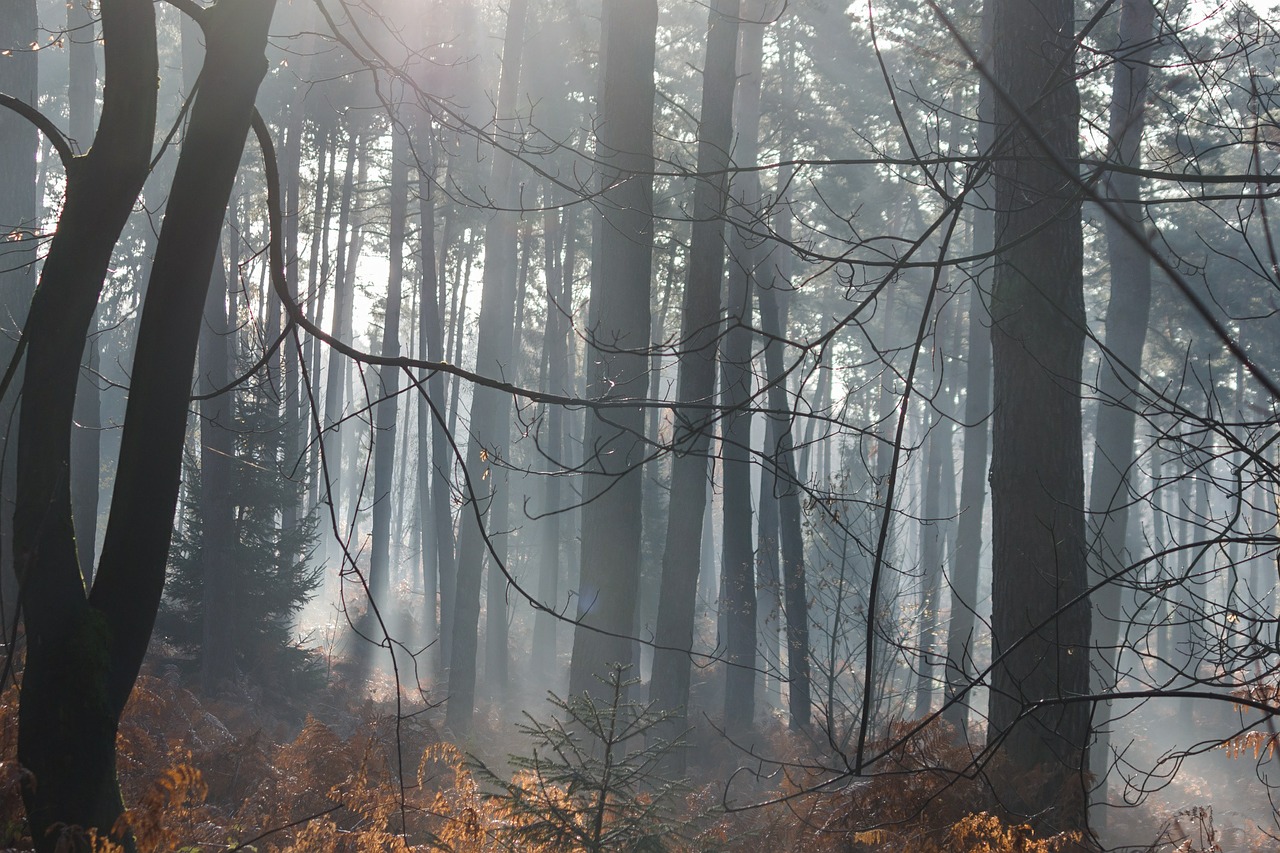 Miškas, Medžiai, Morgenstimmung, Rūkas, Lapai, Laistymas, Bespalvis, Nemokamos Nuotraukos,  Nemokama Licenzija