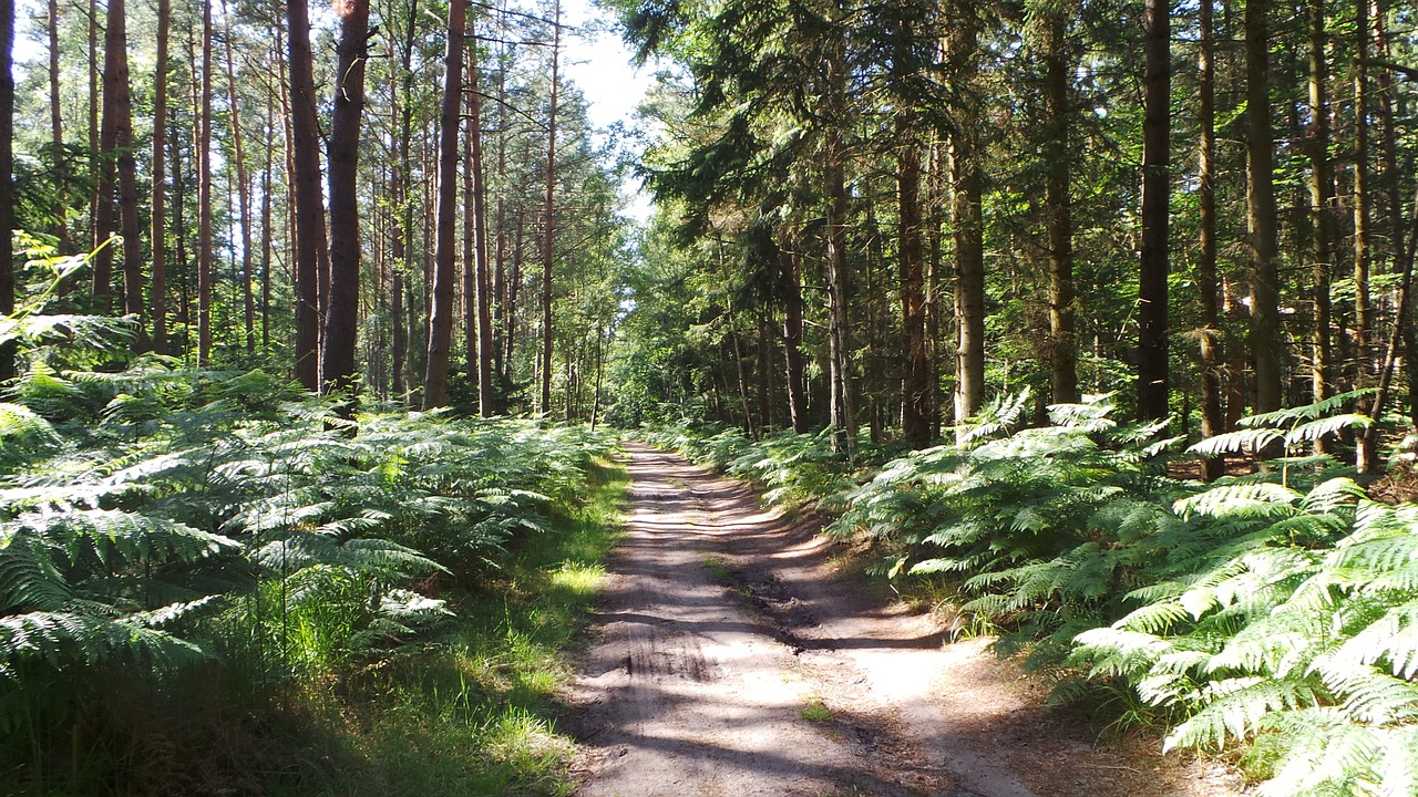 Miškas, Miško Takas, Darß, Dviračių Kelionė, Nemokamos Nuotraukos,  Nemokama Licenzija