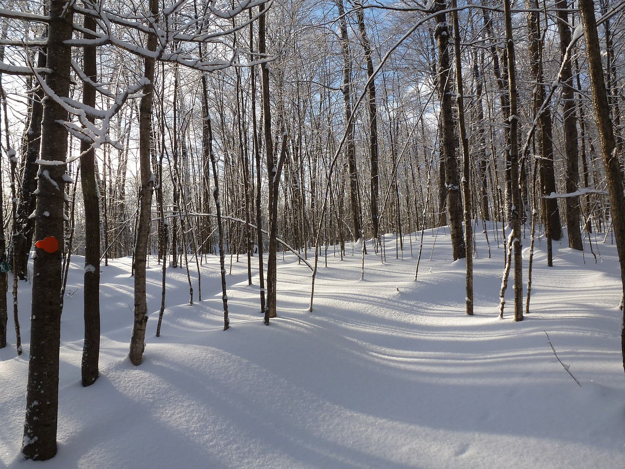 Miškas, Žiema, Sniegas, Šešėliai, Medžiai, Balta, Takas, Nepaliestos, Haliburtonas, Ontarijas