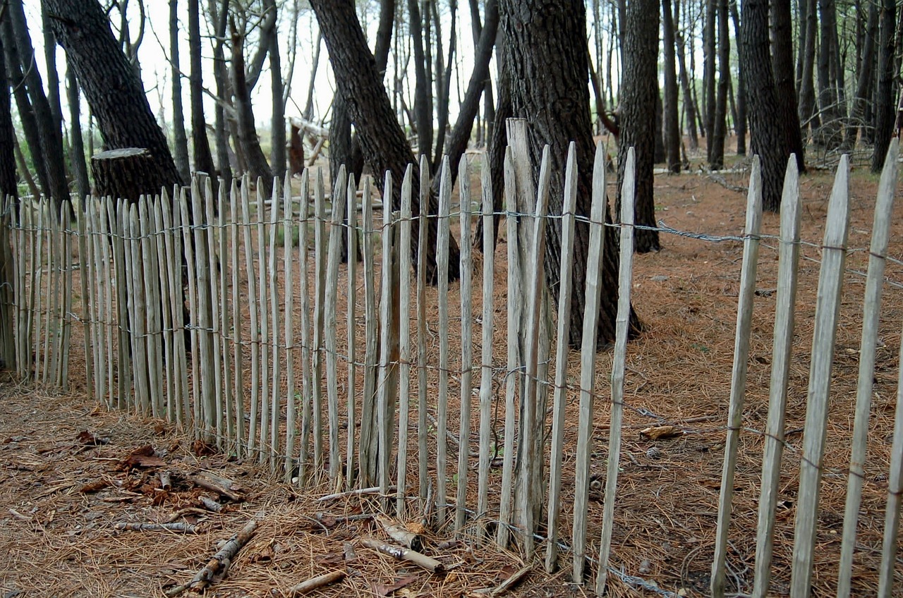 Miškas, Kraštovaizdis, Gamta, Pineda, Ekrano Užsklanda, Fonas, Pušis, Kopos, Nemokamos Nuotraukos,  Nemokama Licenzija