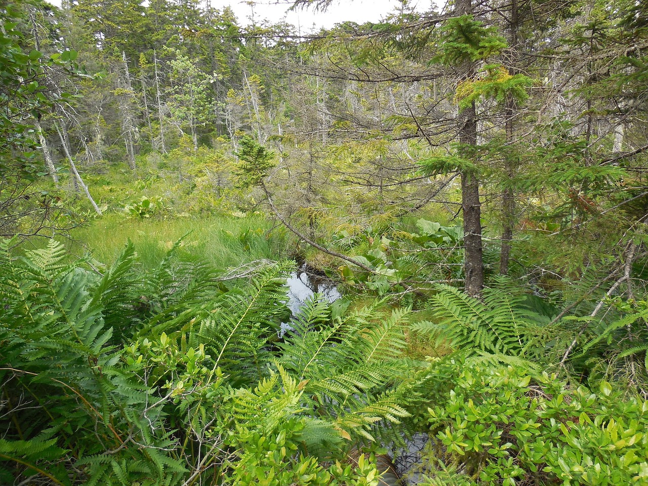 Miškas, Isle Au Haut, Maine Sala, Žygiai, Kempingas, Paparčiai, Gamta, Nemokamos Nuotraukos,  Nemokama Licenzija
