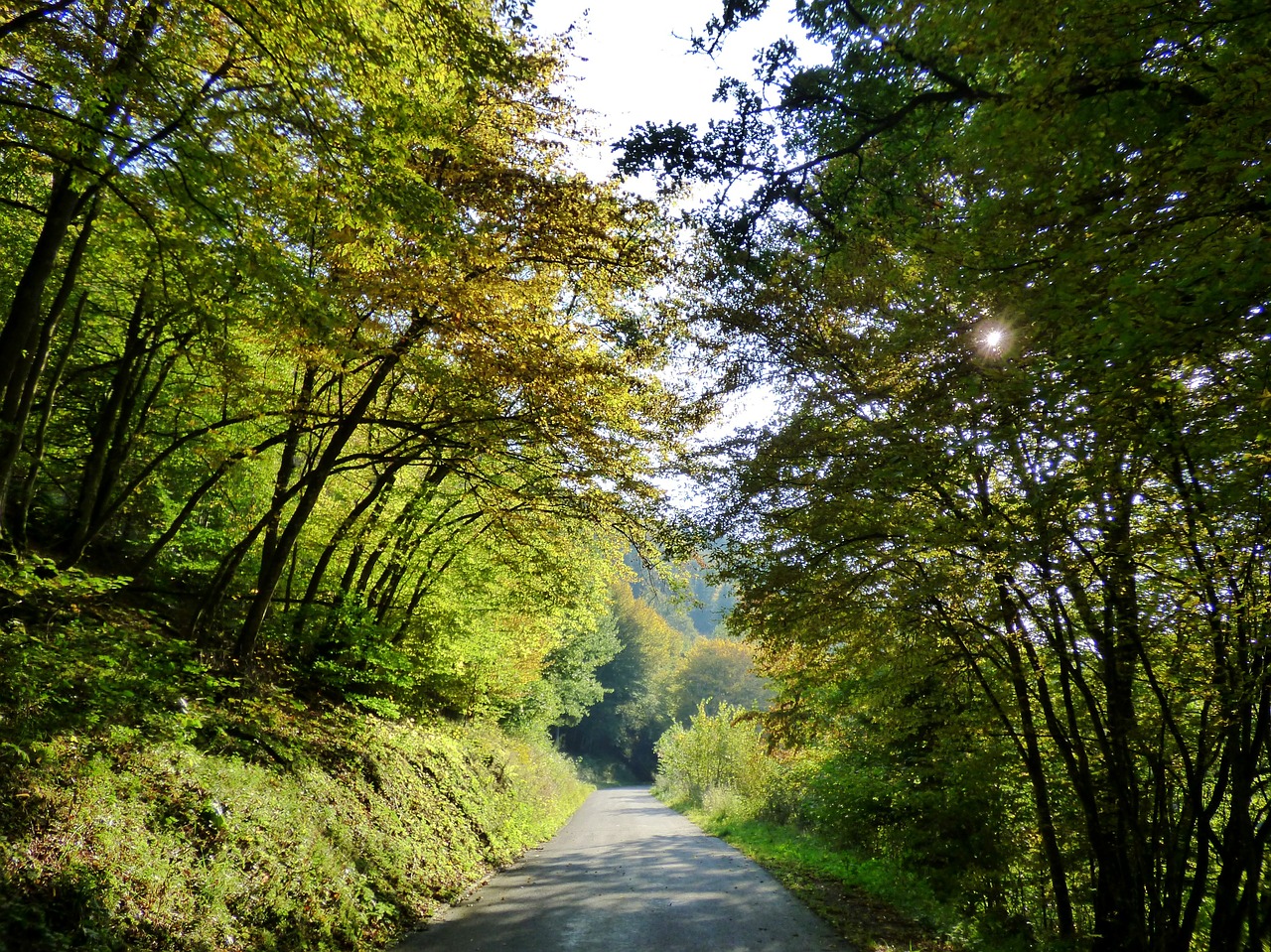 Miškas, Saulės Šviesa, Liuksemburgas, Apšvietimas, Popietė, Nemokamos Nuotraukos,  Nemokama Licenzija