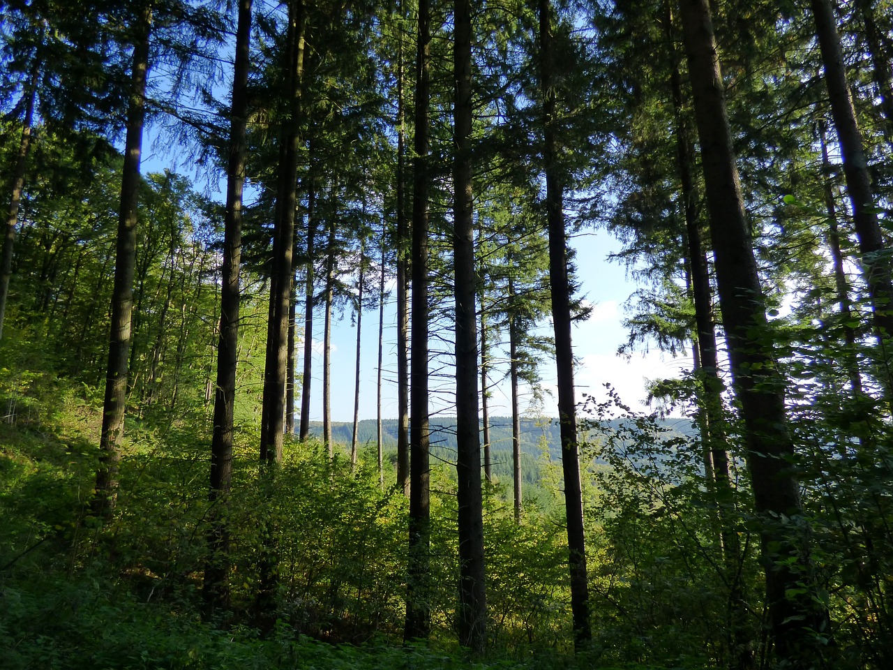 Miškas, Medžiai, Gamta, Liuksemburgas, Nemokamos Nuotraukos,  Nemokama Licenzija