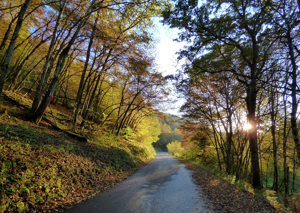 Miškas, Ruduo, Apšvietimas, Gamta, Nemokamos Nuotraukos,  Nemokama Licenzija