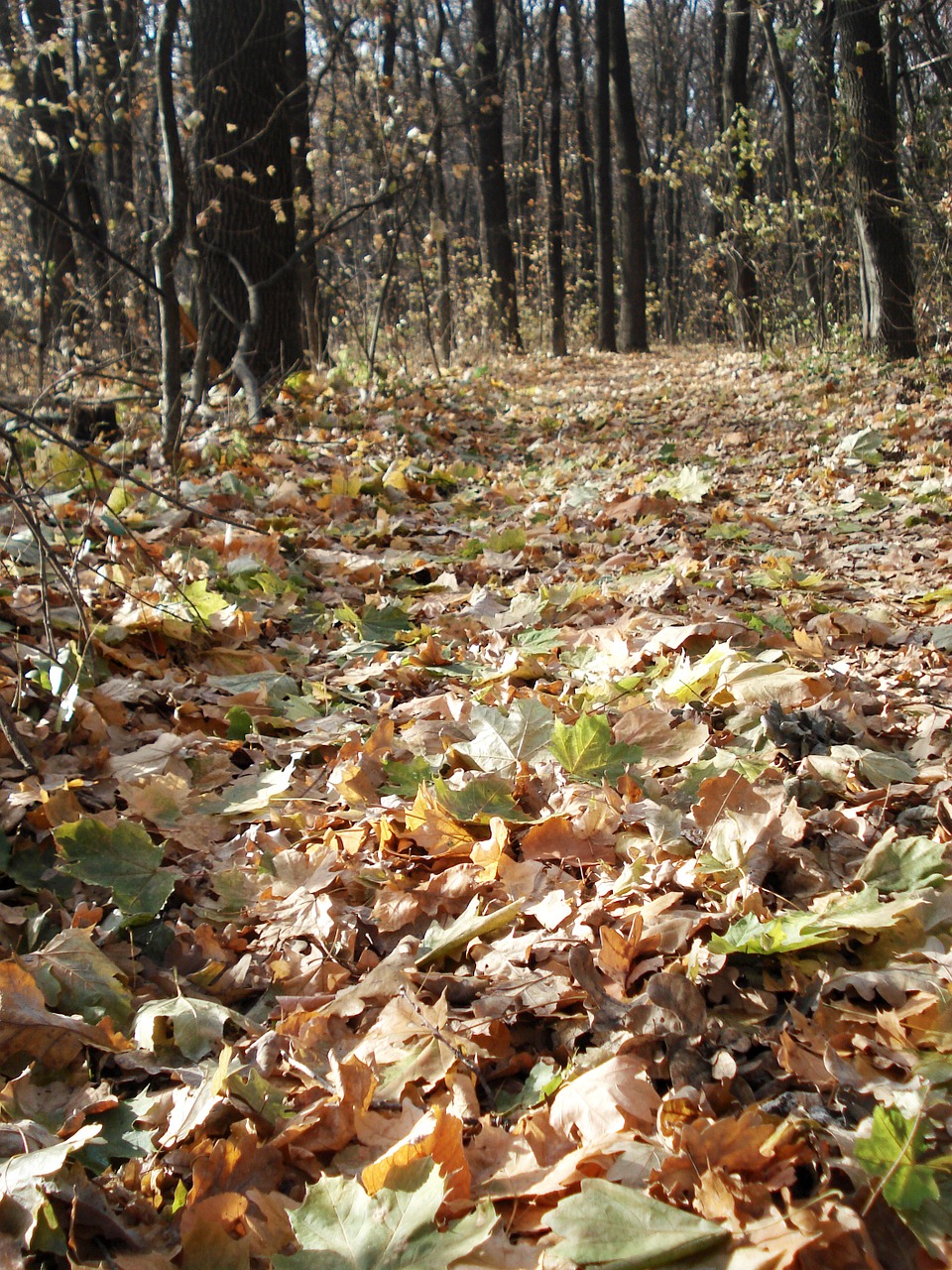 Miškas, Miško Kelias, Rudens Miškas, Rudens Lapai, Medžiai, Gamta, Sezonas, Lapai, Natūralus, Spalio Mėn