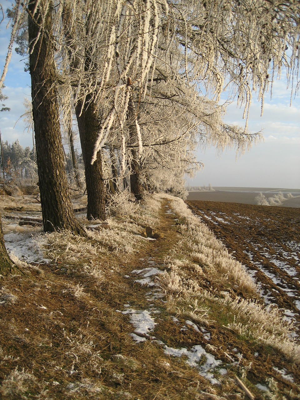 Miškas, Žiema, Ledas, Šaltas, Gamta, Žiemą, Apšvietimas, Žiemos Miškas, Nemokamos Nuotraukos,  Nemokama Licenzija