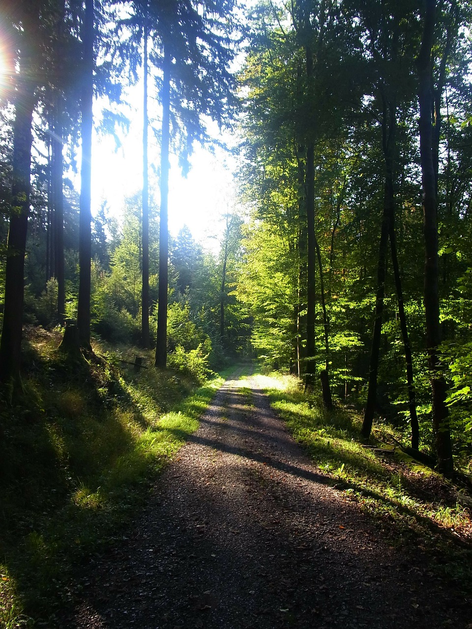 Miškas, Šešėlis, Medžiai, Šviesa, Saulė, Nemokamos Nuotraukos,  Nemokama Licenzija