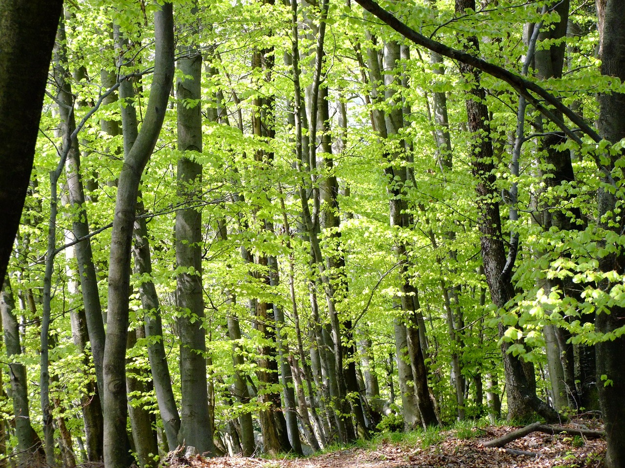 Miškas, Pavasaris, Žalias, Gamta, Kraštovaizdis, Medis, Šviežias, Nemokamos Nuotraukos,  Nemokama Licenzija