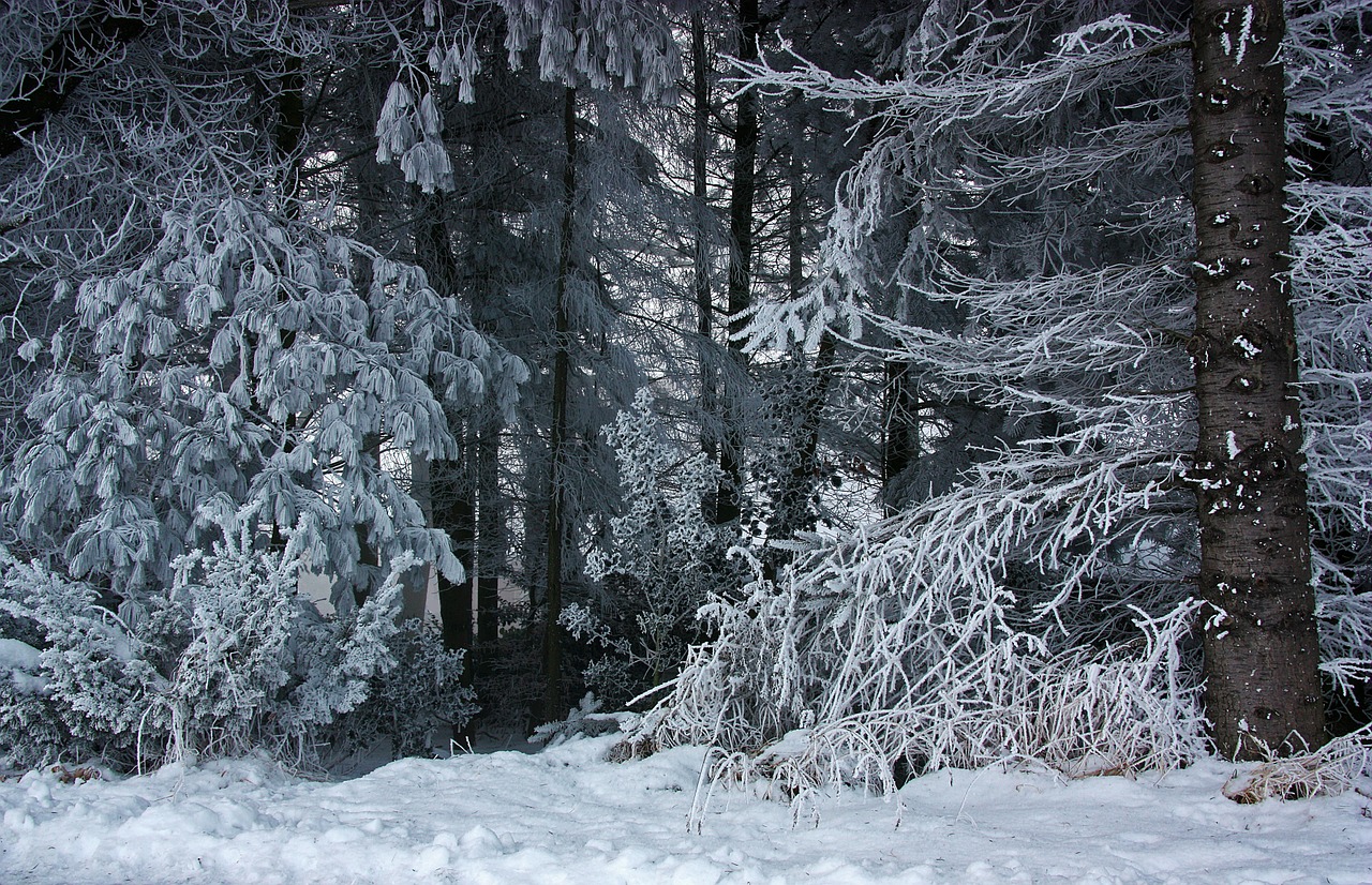 Miškas, Žiema, Sniegas, Ledas, Auskaras, Šaltis, Žiemą, Aukšta Žiemą, Šaltas, Spygliuočių Miškas