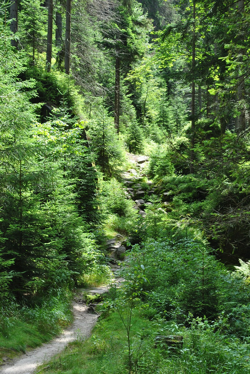 Miškas, Kelias, Medis, Žalias, Gamta, Lapija, Kelias, Spacer, Miško Takas, Kraštovaizdis