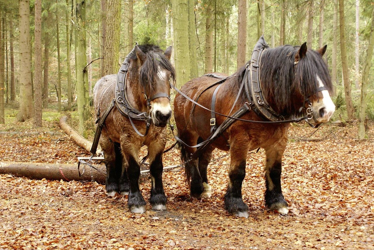 Miškas, Miškininkystė, Rueckepferde, Kaltblut, Gamta, Žurnalas, Medžių Kamienus, Nemokamos Nuotraukos,  Nemokama Licenzija