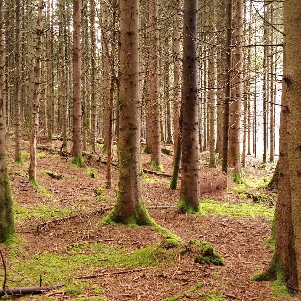 Miškas, Mediena, Šviesa, Auvergne, France, Nemokamos Nuotraukos,  Nemokama Licenzija