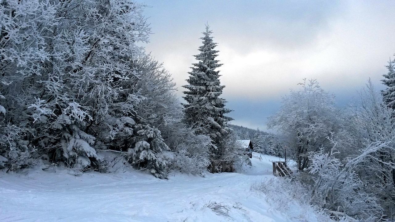 Miškas, Žiema, Medis, Snieguotas, Nemokamos Nuotraukos,  Nemokama Licenzija
