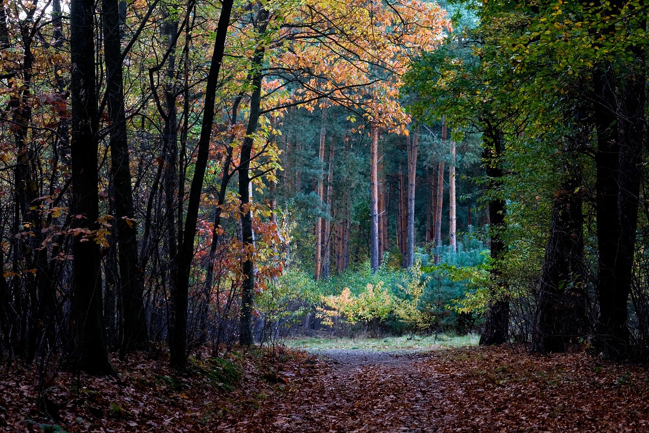 Miškas, Ruduo, Lapai, Kritimo Spalva, Nemokamos Nuotraukos,  Nemokama Licenzija