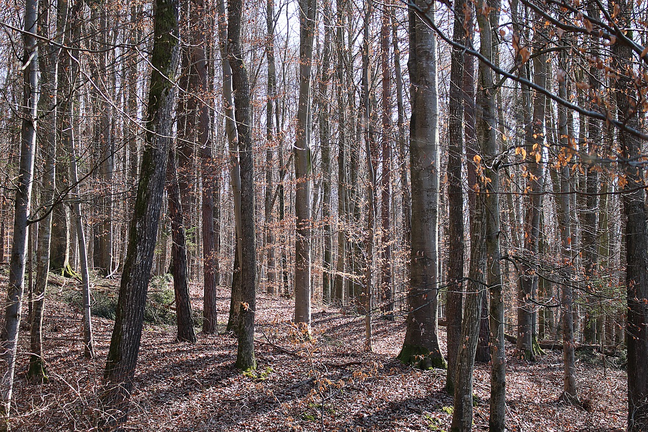 Miškas, Medžiai, Rudens Miškas, Kraštovaizdis, Nemokamos Nuotraukos,  Nemokama Licenzija