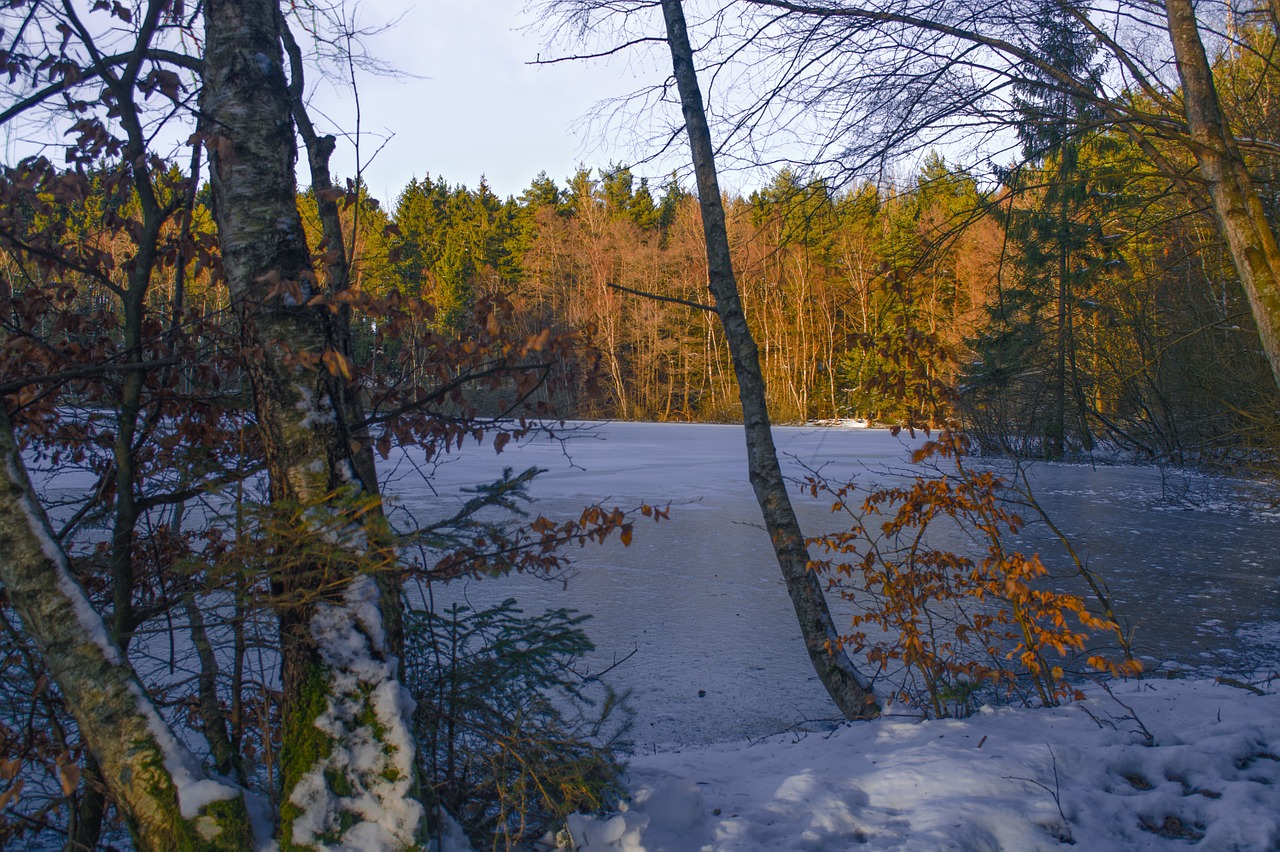 Miškas, Ežeras, Gamta, Ledas, Sniegas, Vanduo, Kraštovaizdis, Žiema, Nuotaika, Miško Pakrantės