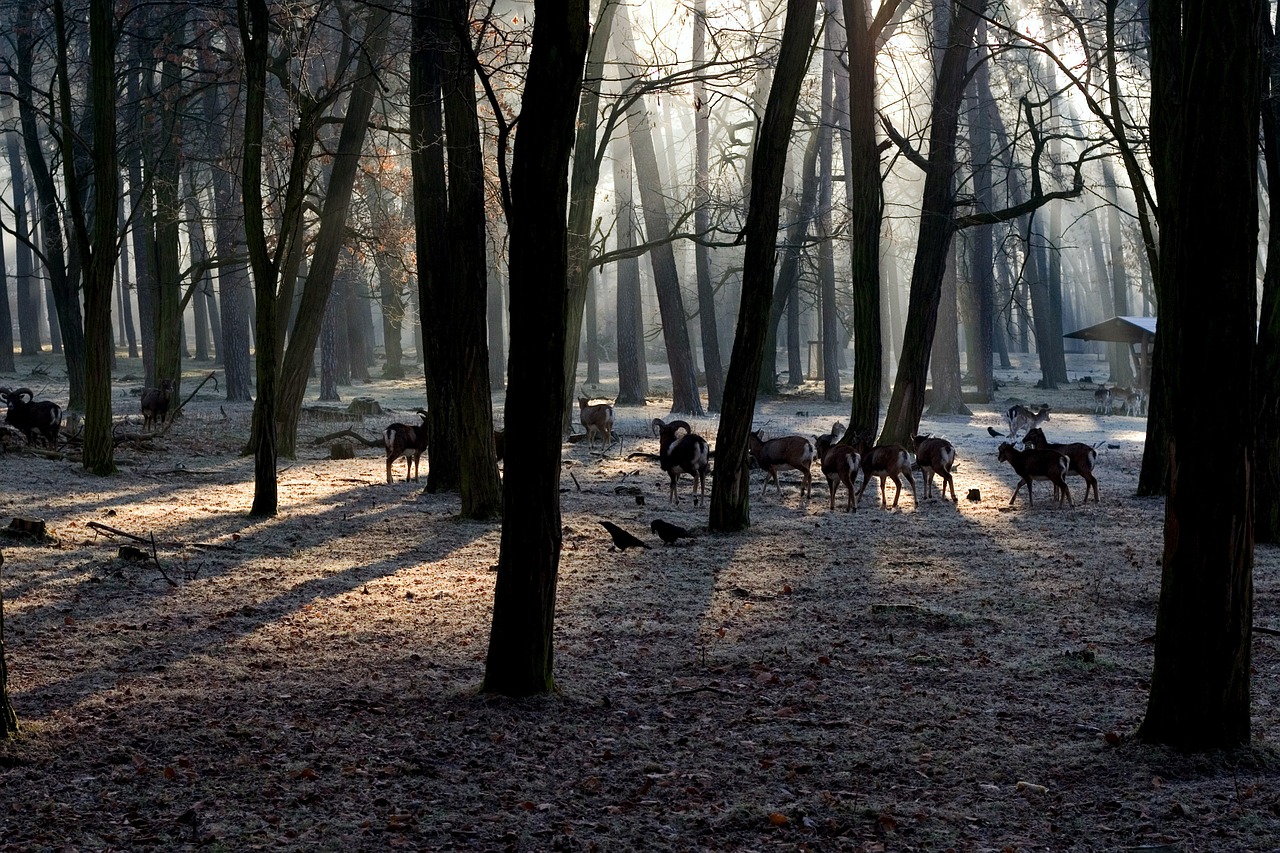 Miškas, Šviesa, Nuotaika, Šviesos Spindulys, Morgenstimmung, Nemokamos Nuotraukos,  Nemokama Licenzija