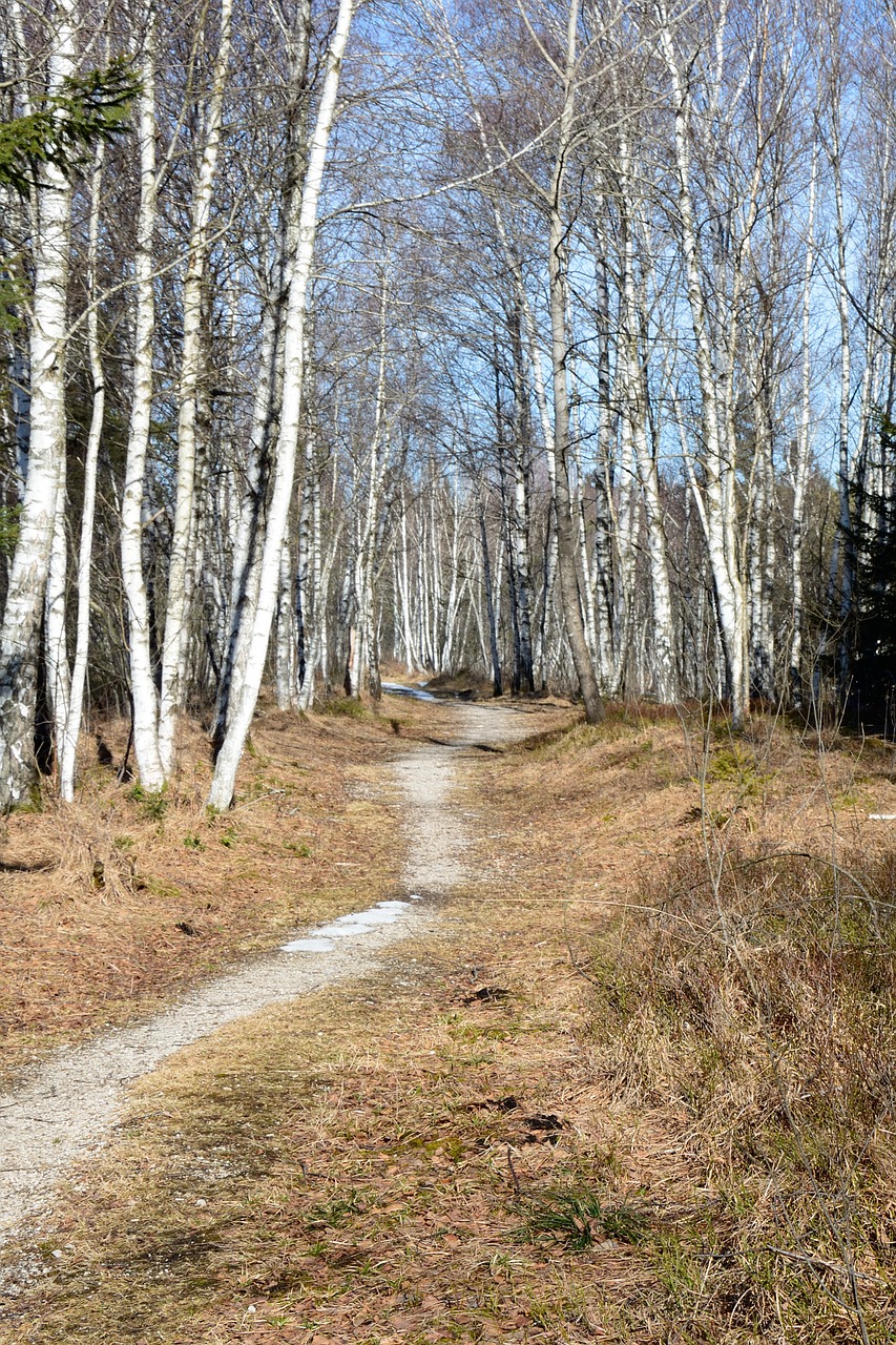 Miškas, Žygiai, Laisvalaikis, Atsigavimas, Gamta, Toli, Takas, Promenada, Migracijos Kelias, Kelias